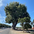 California's Oldest & Largest Walnut Tree