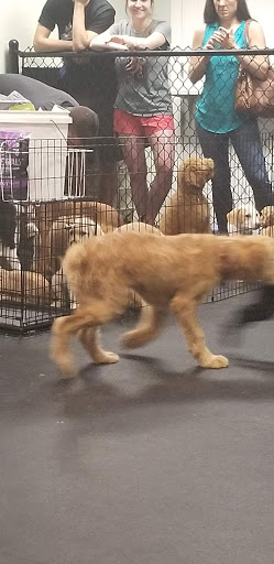 Pet Supply Store «Dogology», reviews and photos, 166 Albany Turnpike, Canton, CT 06019, USA