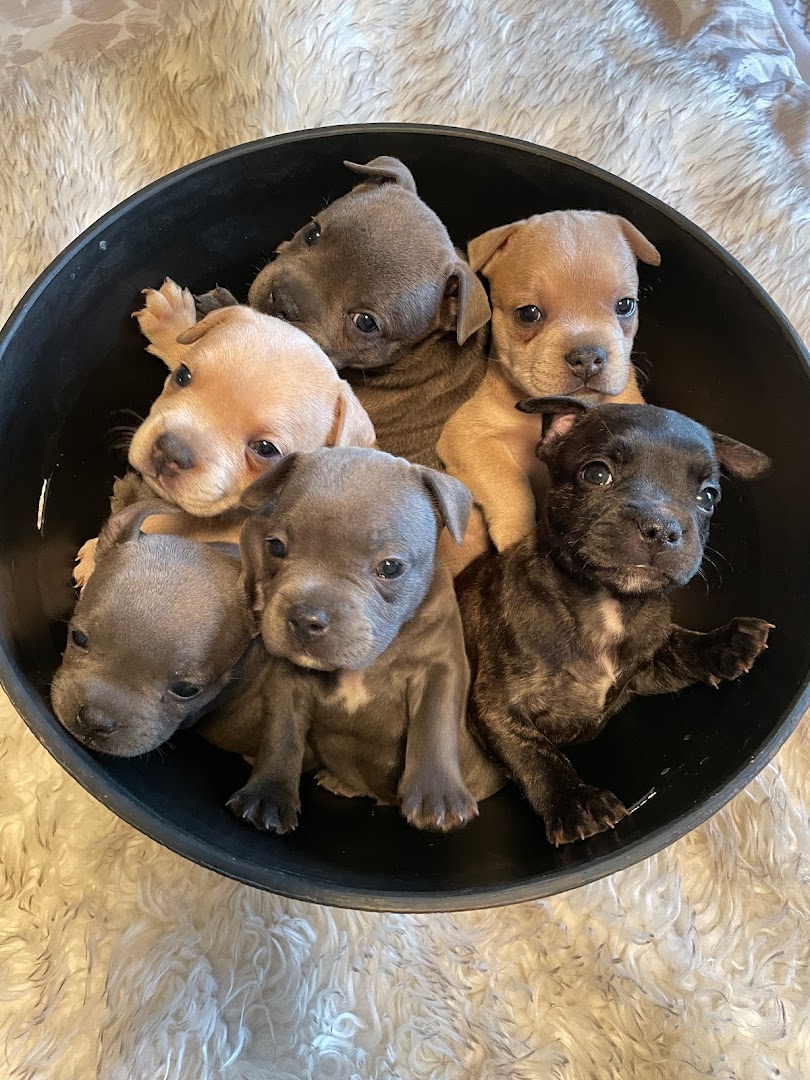 Barrel of Pups