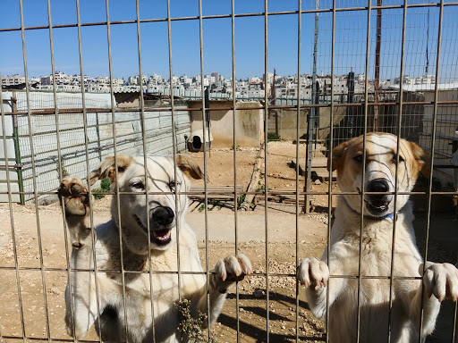 בונגלוס ידידותיים לכלבים ירושלים