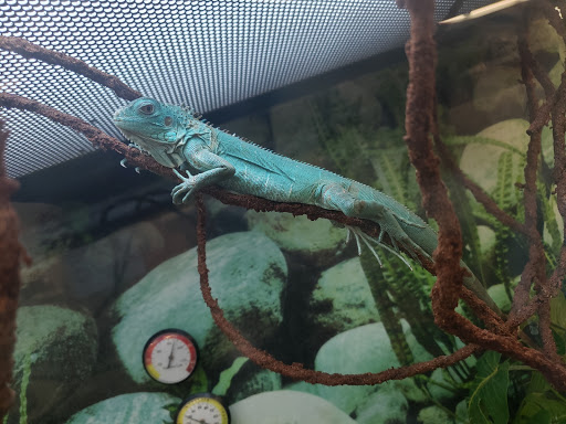 Pet Supply Store «Petco Animal Supplies», reviews and photos, 4840 N Pulaski Rd #100, Chicago, IL 60630, USA