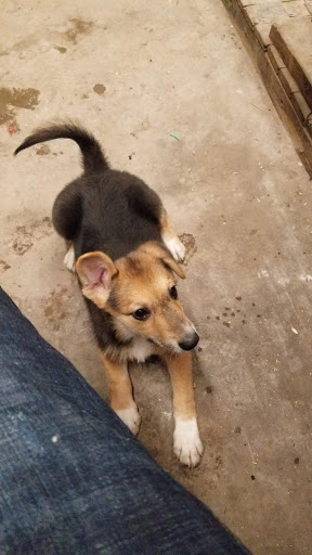 Pet Store «Fish Bowl Aquarium & Pet Mart», reviews and photos, 725 Providence St, West Warwick, RI 02893, USA