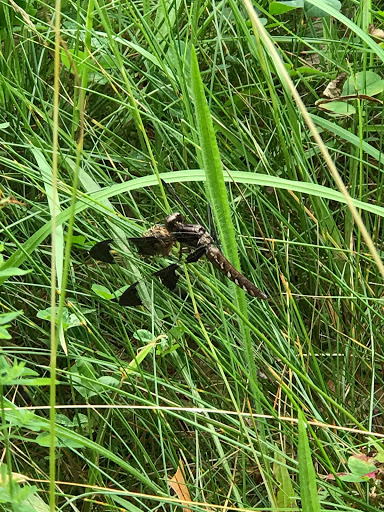 State Park «Borderland State Park», reviews and photos, 259 Massapoag Ave, North Easton, MA 02356, USA