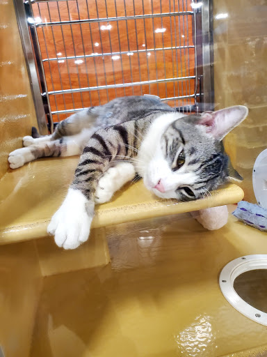 Pet Supply Store «PetSmart», reviews and photos, 2325 S Stemmons Fwy, Lewisville, TX 75067, USA