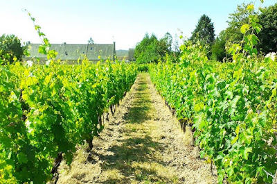 EARL Domaine Dubois à Restigné