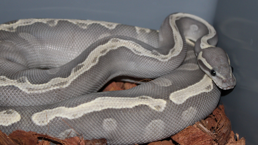 Rocky Mountain Reptiles (Feeder Rodent Supply)