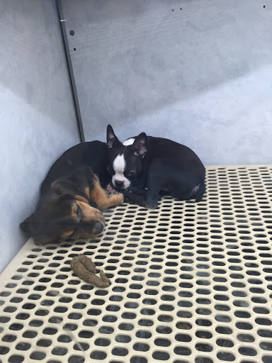 Pet Supply Store «Pet City», reviews and photos, 1710 Briargate Blvd, Colorado Springs, CO 80920, USA