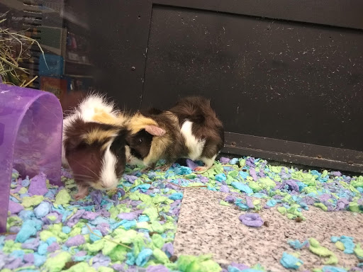 Pet Supply Store «PetSmart», reviews and photos, 9970 Sowder Village Square, Manassas, VA 20109, USA