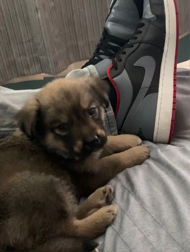 Pet Supply Store «PetSmart», reviews and photos, 1020 Veterans Pkwy #900, Clarksville, IN 47129, USA