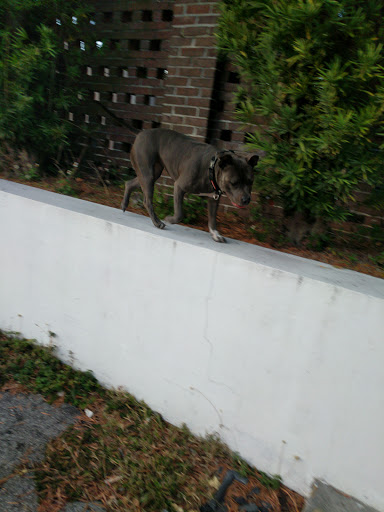 Public Swimming Pool «Sulphur Springs Pool», reviews and photos, 701 E Bird St, Tampa, FL 33604, USA