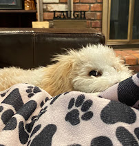 Happy Tails Petsitting - Photo 1 - Car repair in Buffalo, NY, Buffalo