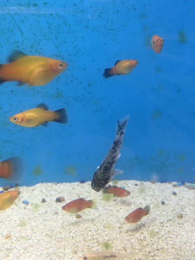 Pet Supply Store «PetSmart», reviews and photos, 1130 SE Everett Mall Way, Everett, WA 98208, USA