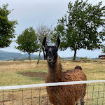 Photo n°2 de l'avis de Roberta.a fait le 07/08/2022 à 16:31 sur le  Trattoria Monterondo à Lugo di Vicenza