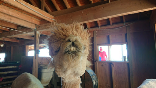 Boutique «Alpacas of the Heartland LLC», reviews and photos, 7016 County Rd 39, Fort Calhoun, NE 68023, USA