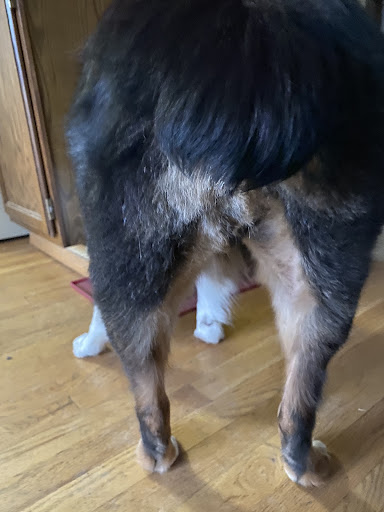 Pet Supply Store «PetSmart», reviews and photos, 10460 Town Center Dr, Westminster, CO 80021, USA