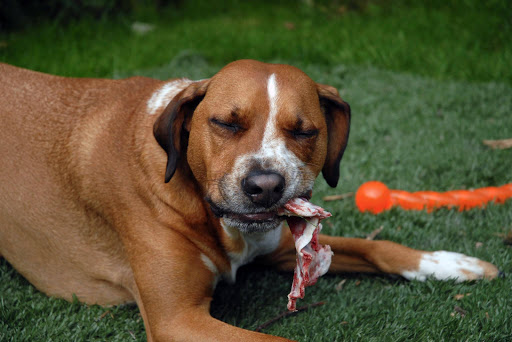 Pet Supply Store «Pet X Supplies & Tack», reviews and photos, 132 W Highland Rd Suite 101, Howell, MI 48843, USA