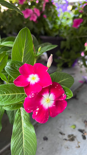 Home Improvement Store «The Home Depot», reviews and photos, 32525 Northwestern Hwy, Farmington Hills, MI 48334, USA