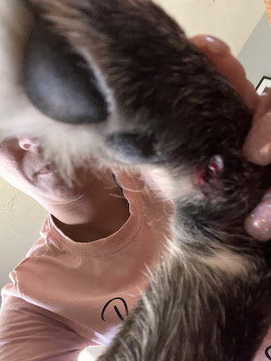 Pet Groomer «Tidy Dog Pet Supply & Salon», reviews and photos, 2612 Lebanon Pike A, Nashville, TN 37214, USA