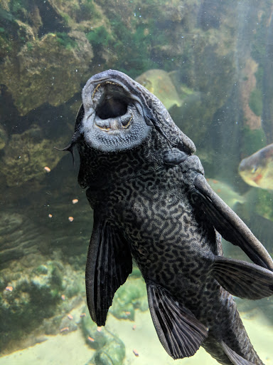 Aquarium «Newport Aquarium», reviews and photos, 1 Aquarium Way, Newport, KY 41071, USA