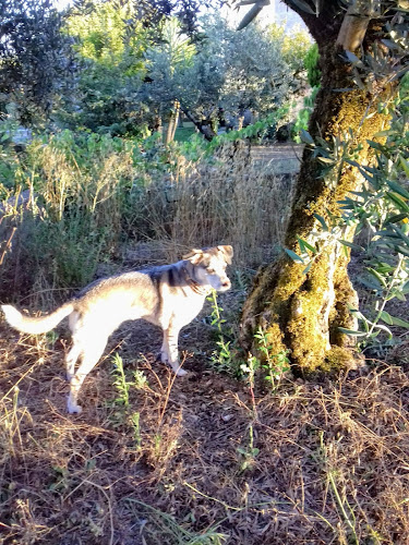 Allvetcare - Clínica Veterinária - 5 de Outubro - Veterinário