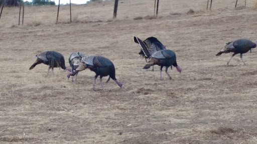 Coyote Creek Golf Club image