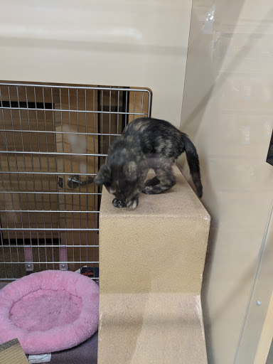 Pet Supply Store «PetSmart», reviews and photos, 299 Loudon Rd, Concord, NH 03301, USA