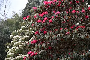 Barsey Rhododendron Sanctuary image