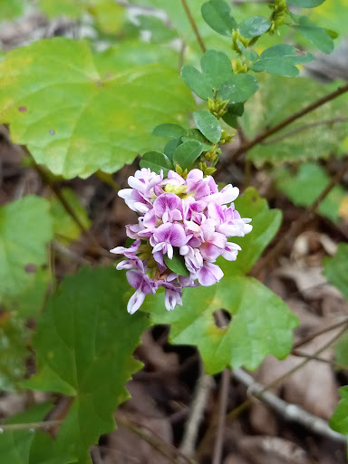 Wildlife Park «Charlie Elliott Wildlife Center», reviews and photos, 543 Elliott Trail, Mansfield, GA 30055, USA
