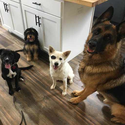 South Coast Canine - Dog Trainer Fairhope