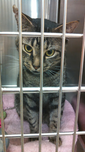 Pet Supply Store «PetSmart», reviews and photos, 1421 Carl D Silver Parkway, Fredericksburg, VA 22401, USA