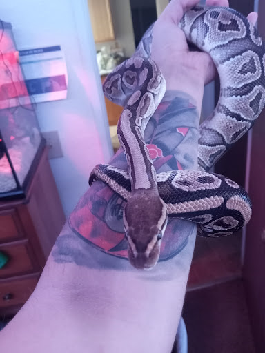 Pet Supply Store «PetSmart», reviews and photos, 1621 E Monte Vista Ave b, Vacaville, CA 95688, USA