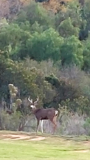 Golf Course «Admiral Baker Golf Course», reviews and photos, 2400 Admiral Baker Rd #3604, San Diego, CA 92124, USA