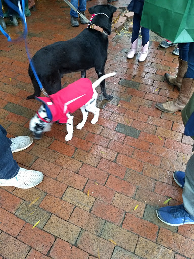 Event Venue «Middleburg Community Center», reviews and photos, 300 W Washington St, Middleburg, VA 20117, USA