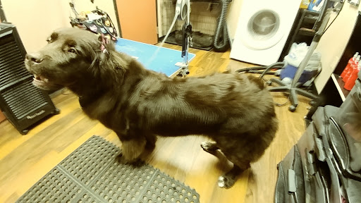 Pet Store «Pet Valu», reviews and photos, 2645 Shillington Rd, Sinking Spring, PA 19608, USA