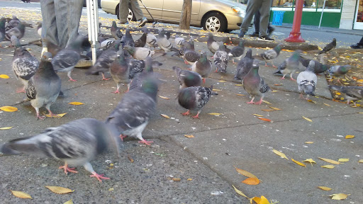 Park «Hing Hay Park», reviews and photos, 423 Maynard Ave S, Seattle, WA 98104, USA