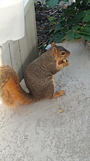 Amusement Park «Adventureland Park», reviews and photos, 3200 Adventureland Dr, Altoona, IA 50009, USA