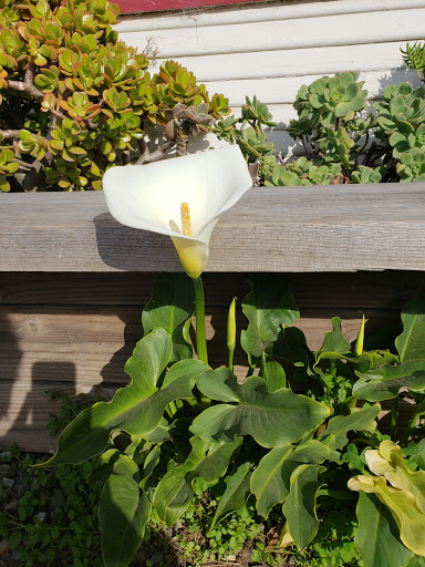 General Store «Elk Store», reviews and photos, 6101 CA-1, Elk, CA 95432, USA