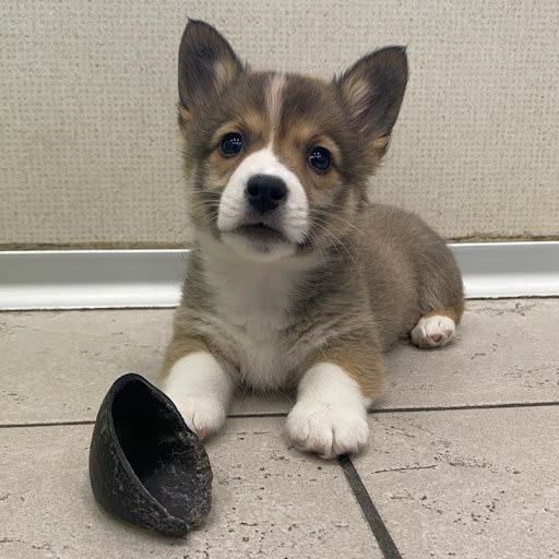 Pet Store «The Family Puppy of Fountain Walk», reviews and photos, 44125 W 12 Mile Rd E-121, Novi, MI 48377, USA