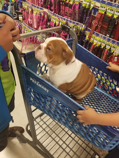 Pet Supply Store «PetSmart», reviews and photos, 4550 W Lake Mary Blvd, Lake Mary, FL 32746, USA