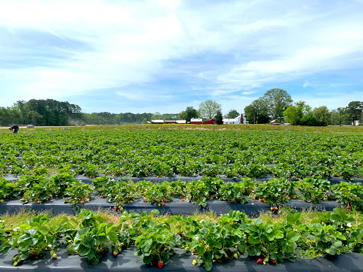 Fruit and Vegetable Store «Henley Farm», reviews and photos, 3513 Charity Neck Rd, Virginia Beach, VA 23456, USA