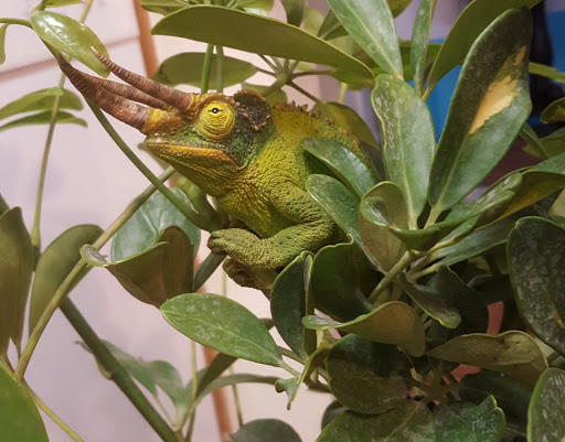 Reptile Store «Reptile Pets Direct», reviews and photos, 8088 Pat Booker Rd, Live Oak, TX 78233, USA