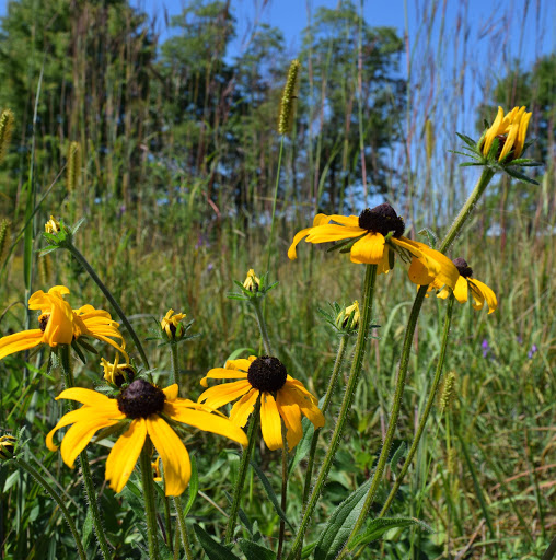 Bird Watching Area «Haehnle Sanctuary», reviews and photos, Seymour Rd, Pleasant Lake, MI 49272, USA