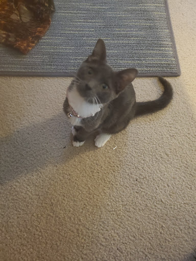 Pet Supply Store «Unleashed by Petco», reviews and photos, 20649 SW Roy Rogers Rd #301, Sherwood, OR 97140, USA