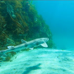 Photo n° 1 de l'avis de Vincent.o fait le 27/06/2022 à 08:00 pour Korejou Plongée à Saint-Pabu