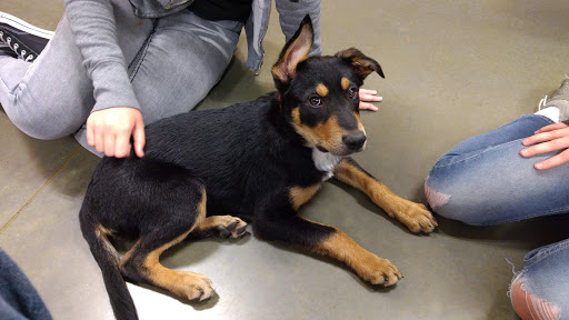 Lodging «PetSmart North Ogden», reviews and photos, 175 W 12th St, Ogden, UT 84404, USA