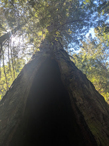 Nature Preserve «LandPaths Grove of Old Trees», reviews and photos, 17599 Fitzpatrick Ln, Occidental, CA 95465, USA