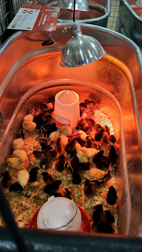 Home Improvement Store «Tractor Supply Co.», reviews and photos, 5111 Murfreesboro Rd, College Grove, TN 37046, USA