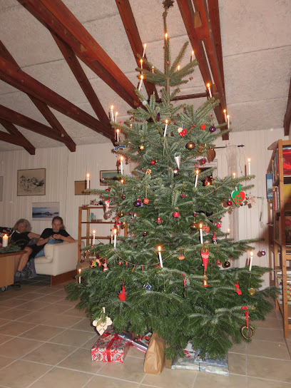 Abildgaardens juletræer