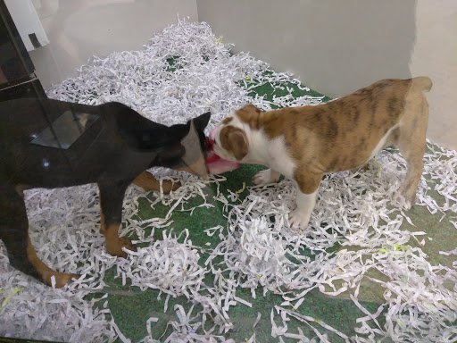 Pet Supply Store «Pet City», reviews and photos, 1710 Briargate Blvd, Colorado Springs, CO 80920, USA