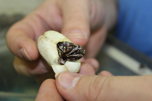 Pet Store «The Pet Zone», reviews and photos, 20 W Oak St, Pittston, PA 18640, USA